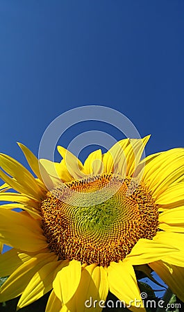 Sunflower (helianthus annuus) Stock Photo