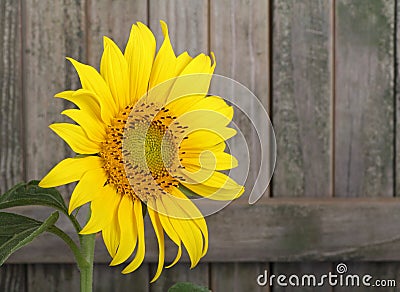 Sunflower, Helianthus annuus Stock Photo