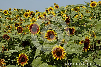 Sunflower Helianthus annuus Stock Photo