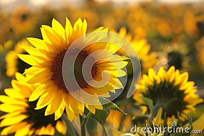 sunflower helianthus annuus in the field at dusk close up of fresh growing backlit by light setting sun august poland Stock Photo