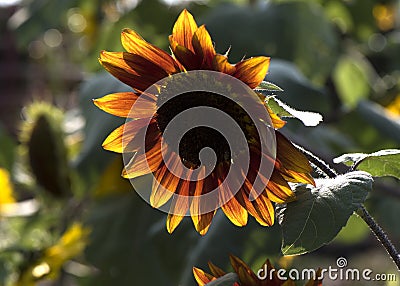 Sunflower Helianthus photo against blue sky Stock Photo