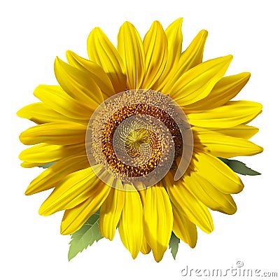 Sunflower - Heliantus Vector Illustration