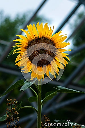 Sunflower in a garden in Pakistan Stock Photo