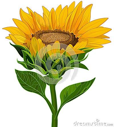 Sunflower Vector Illustration