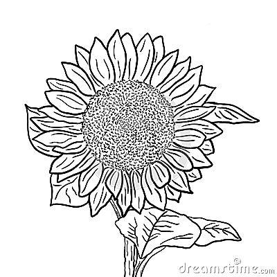 Sunflower inflorescence with leaves on a white background. Black and white outline illustration. Cartoon Illustration