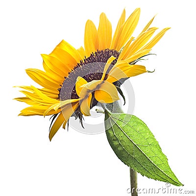 Sunflower isolated on white Stock Photo