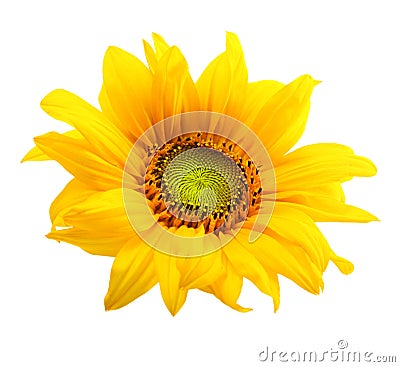 Sunflower isolated Stock Photo