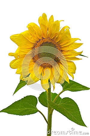 Sunflower isolated on a white background. Bumblebee on the flower Stock Photo