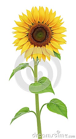 sunflower isolated on white background. Generative AI. transparent PNG Stock Photo