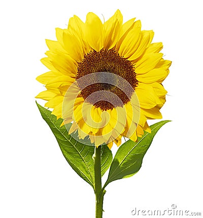 Sunflower isolated on white with clipping path Stock Photo