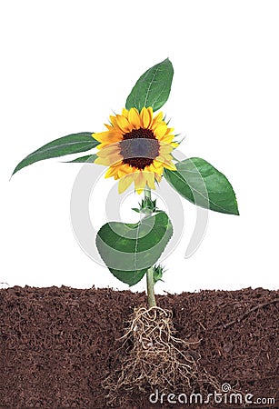 Sunflower isolated on white with root Stock Photo