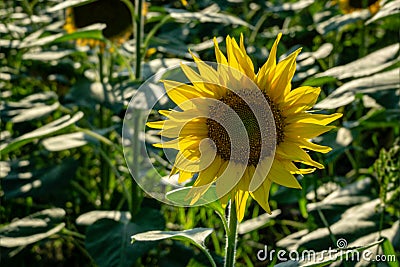 Sunflower landscape with ripened golden sunflower heads in sunset sunshine Stock Photo
