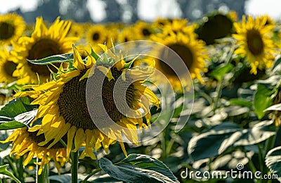 Sunflower landscape with ripened golden sunflower heads in sunset sunshine. Stock Photo