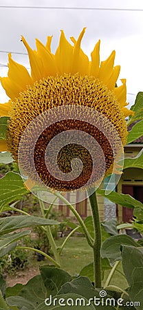 sunflower with a large bright yellow crown and full of seeds in the middle .. Stock Photo