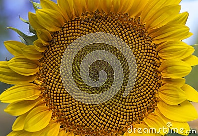 Sunflower, large macro or closeup with blue sky Stock Photo