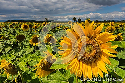 sunflower large view on a field in the summer Stock Photo