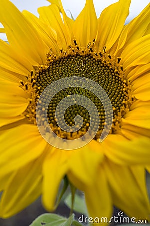 Sunflower large yellow petals Stock Photo