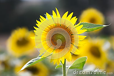 Sunflower (lat. Helianthus) at summertime, Germany Stock Photo