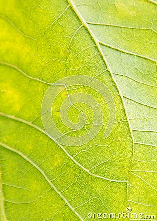 Sunflower leaf garden, texture,Agriculture,flower,botany Stock Photo