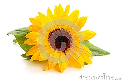 Sunflower with leaves. Stock Photo