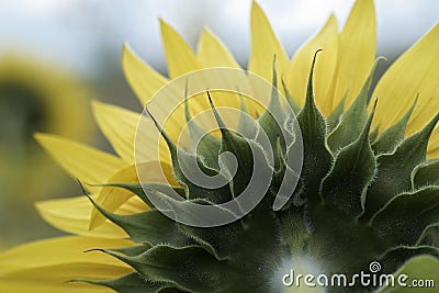 Sunflower leaves macro Stock Photo
