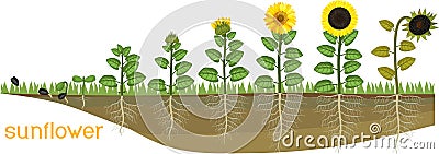 Sunflower life cycle. Consecutive stages of growth from seed to flowering and fruit-bearing plant Stock Photo