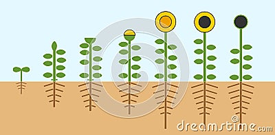 Sunflower life cycle. Growth stages from seed to flowering and fruit-bearing plant with root system Stock Photo