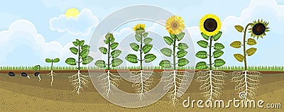 Sunflower life cycle. Growth stages from seed to flowering and fruit-bearing plant with root system Stock Photo