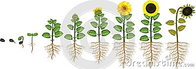 Sunflower life cycle. Growth stages from seed to flowering and fruit-bearing plant with root system Stock Photo