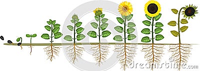 Sunflower life cycle. Growth stages from seed to flowering and fruit-bearing plant with root system Stock Photo