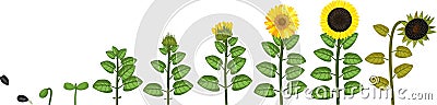 Sunflower life cycle. Growth stages from seed to flowering and fruit-bearing plant Stock Photo