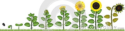 Sunflower life cycle. Growth stages from seed to flowering and fruit-bearing plant Stock Photo