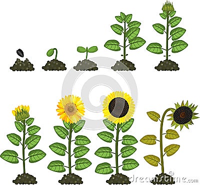 Sunflower life cycle. Growth stages from seed to flowering and fruit-bearing plant Stock Photo