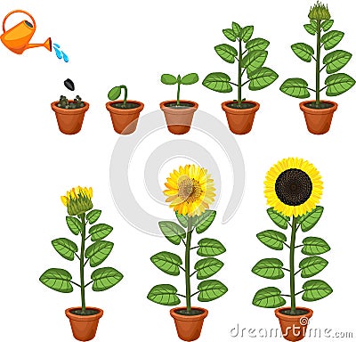 Sunflower life cycle. Growth stages from seed to flowering and fruit-bearing plant Stock Photo