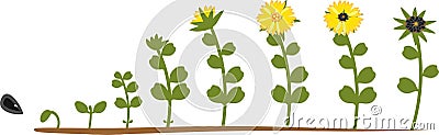 Sunflower life cycle. Growth stages from seeding to flowering and fruit-bearing plant Stock Photo