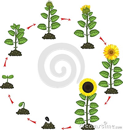 Sunflower life cycle. Growth stages from seeding to flowering and fruit-bearing plant Stock Photo