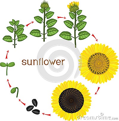 Sunflower life cycle. Growth stages from seeding to flowering and fruit-bearing plant Stock Photo