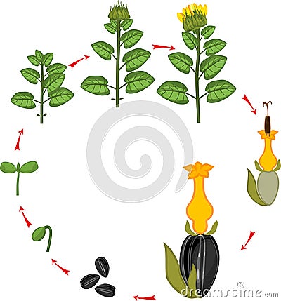 Sunflower life cycle. Growth stages from seeding to flowering and fruit-bearing plant Stock Photo