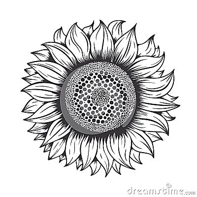 Sunflower line art design on white background.vector illustration Vector Illustration