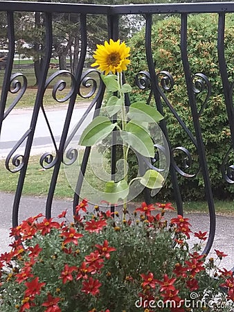 Sunflower living with others Stock Photo