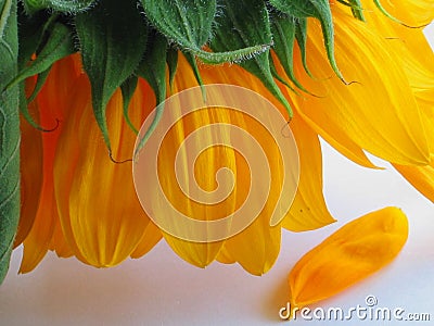 Sunflower and lost petal Stock Photo