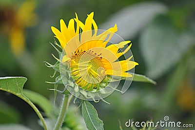 Sunflower Stock Photo