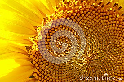 Sunflower macro photo Stock Photo