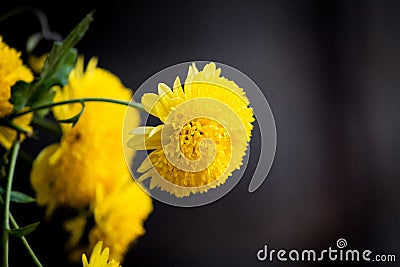 Bright yellow flower blooming Stock Photo