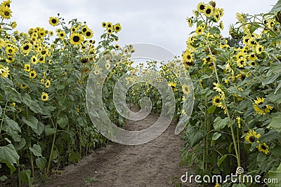 Sunflower maze Stock Photo