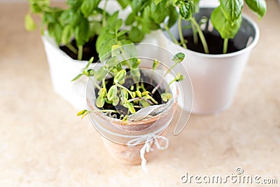 Sunflower microgreen in a clay pot. Fresh organic basil grown on a windowsill Stock Photo