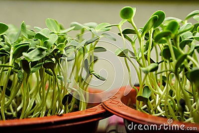 Sunflower Microgreen ready for Harvest Stock Photo