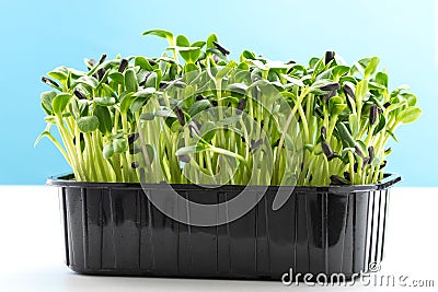 Sunflower microgreens in a plastic tray. Microgreen sprouts are healthy and fresh food. Germination of microgreens on hemp Stock Photo