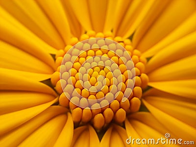 Sunflower Stock Photo