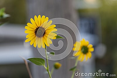 Sunflower natural background, Sunflower blooming, Israel. Jerusalim Stock Photo